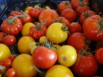 Heirloom Tomatoes June 2013