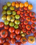 Heirloom Tomatoes - July 26